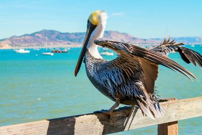 Bird perching on wood against sea