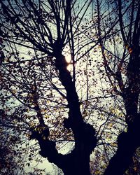 Low angle view of silhouette tree against sky