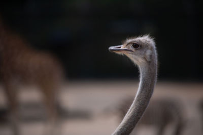 ostrich