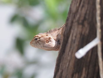 Close-up of lizard on tree trunk