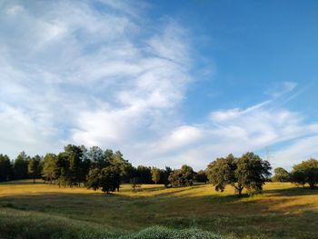 Trees on field against sky