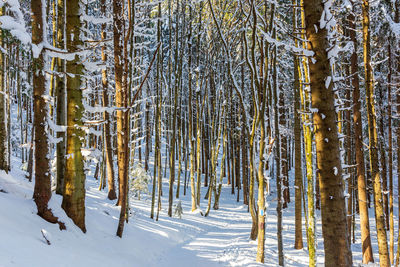 Pine trees in forest during winter