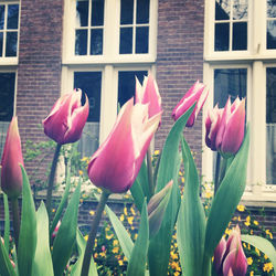 Close-up of pink tulips blooming in park