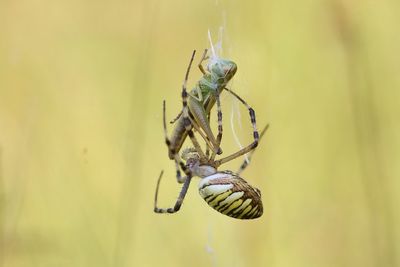 Close-up of spiders against blurred background