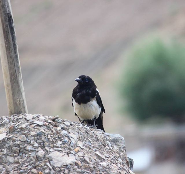 animal themes, one animal, animals in the wild, bird, wildlife, focus on foreground, perching, rock - object, close-up, nature, day, outdoors, full length, wood - material, no people, selective focus, zoology, rock, looking away, seagull