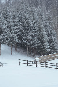 Trees on snow covered land