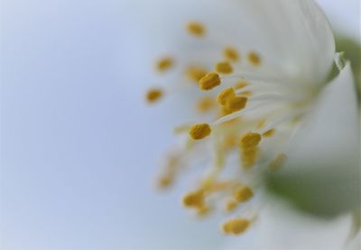 Close-up of white flowering plant