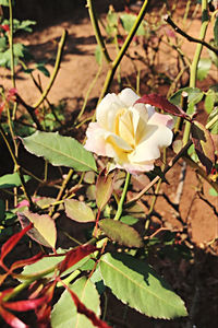 Close-up of white rose