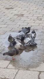 High angle view of ducks in water