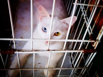 Close-up portrait of white cat in cage