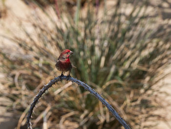 Close-up of bird perching on branch