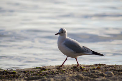 Seagull perching on a beach