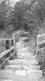 Steps amidst trees and plants