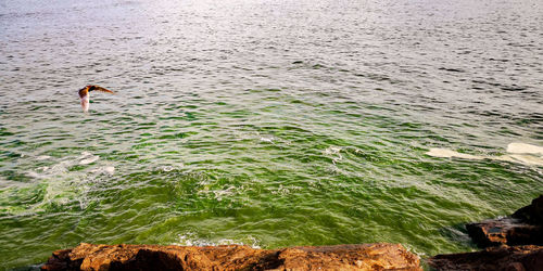 High angle view of rocks in sea