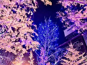 Low angle view of illuminated flowering tree at night