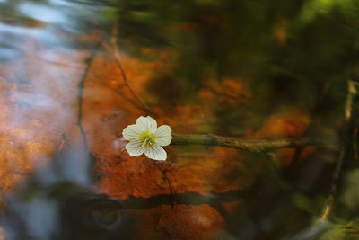 Close-up of white flowering plant