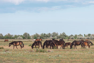 Horses on a field