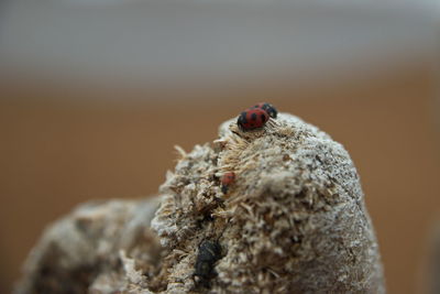 Close-up of ladybug on rock