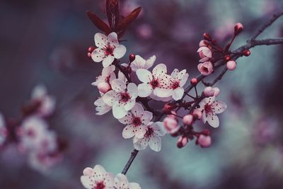 Close-up of pink cherry blossom