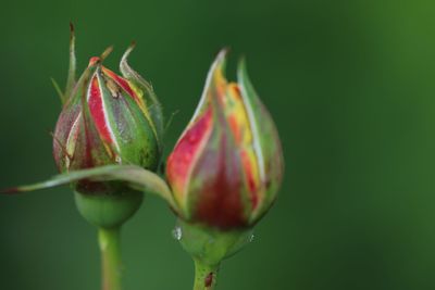 Close-up of raindrops on flower bud