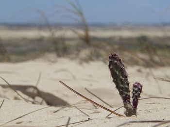 Close-up of plant on sand