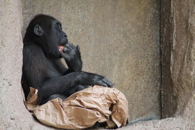 Young gorilla eating