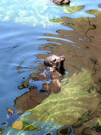 High angle view of turtle swimming in lake