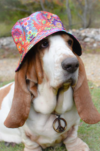 Close-up of dog wearing bucket hat 