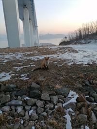 View of dog on snow covered land