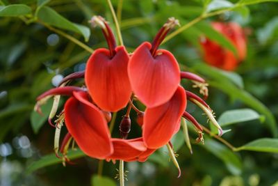 Close-up of red flowers