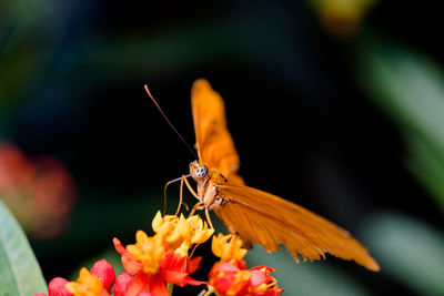 Close-up of butterfly pollinating on flower