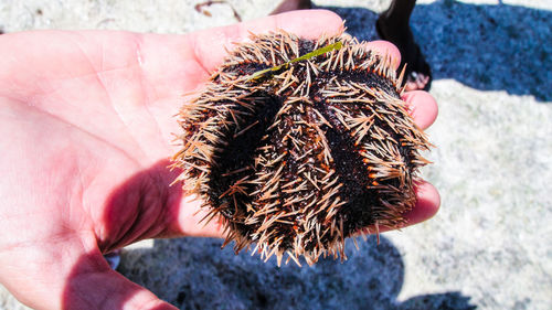 Cropped hand holding sea urchin at beach