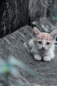 Portrait of kitten relaxing outdoors 