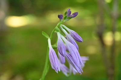 Close-up of purple flowering plant