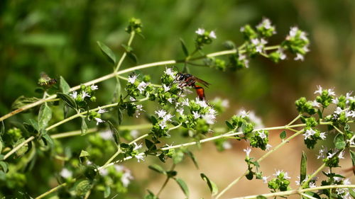 Close-up of bee on flower