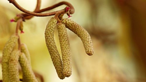 Close-up of pine cones on tree