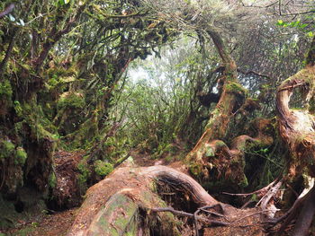 Moss growing on rocks by trees in forest