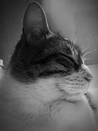 Close-up of cat with eyes closed