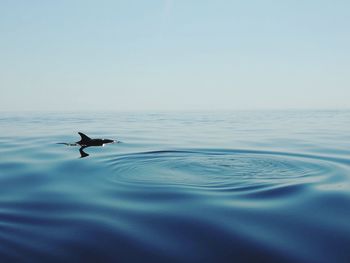 Duck swimming in sea against clear sky