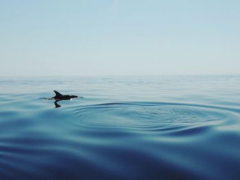 Fish swimming in sea against sky