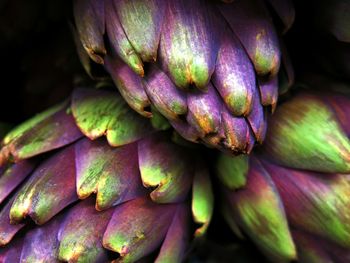 Close-up of artichokes