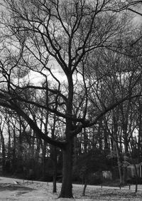 Bare trees against sky