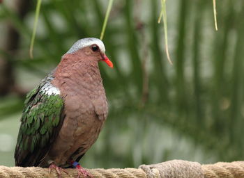 Close-up of pigeon perching on rope