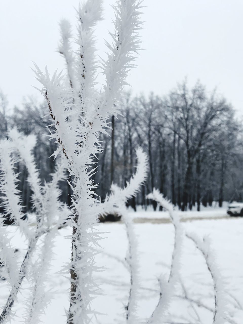 SNOW COVERED PLANTS BY TREES ON FIELD AGAINST SKY