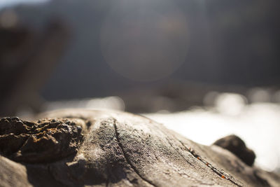 Close-up of log on tree