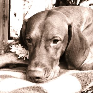 Close-up portrait of a dog