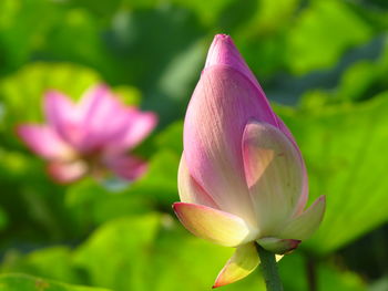 Close-up of pink lotus water lily