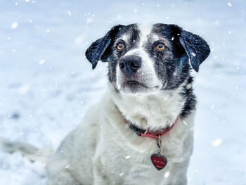 Portrait of dog in snow