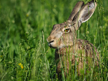 Close-up of deer on field