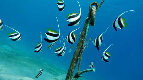 Butterfly fish. schooling kabouba - scholing bannerfish - heniochus diphreutes
grows up to 18 cm.